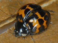 Harmonia axyridis #10138 : Harmonia axyridis, Asian lady beetle, Veelkleurig Aziatisch lieveheersbeestje