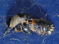 Harmonia axyridis #10173 : Harmonia axyridis, Asian lady beetle, Veelkleurig Aziatisch lieveheersbeestje, Pupa