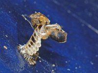 Harmonia axyridis #10181 : Harmonia axyridis, Asian lady beetle, Veelkleurig Aziatisch lieveheersbeestje, Pupa empty