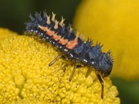 Harmonia axyridis #09609 : Harmonia axyridis, Asian lady beetle, Veelkleurig Aziatisch lieveheersbeestje, Larva