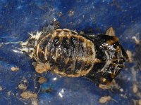 Harmonia axyridis #10171 : Harmonia axyridis, Asian lady beetle, Veelkleurig Aziatisch lieveheersbeestje, Pupa