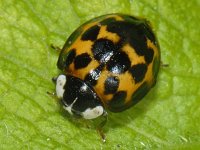 Harmonia axyridis 02 #10059 : Harmonia axyridis, Asian lady beetle, Veelkleurig Aziatisch lieveheersbeestje