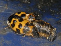 Harmonia axyridis #10159 : Harmonia axyridis, Asian lady beetle, Veelkleurig Aziatisch lieveheersbeestje, Pupa