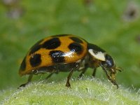 Harmonia axyridis 03 #10068 : Harmonia axyridis, Asian lady beetle, Veelkleurig Aziatisch lieveheersbeestje