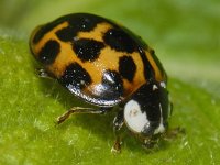 Harmonia axyridis 02 #10058 : Harmonia axyridis, Asian lady beetle, Veelkleurig Aziatisch lieveheersbeestje