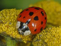 Harmonia axyridis #09612 : Harmonia axyridis, Asian lady beetle, Veelkleurig Aziatisch lieveheersbeestje