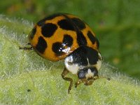 Harmonia axyridis 03 #10069 : Harmonia axyridis, Asian lady beetle, Veelkleurig Aziatisch lieveheersbeestje