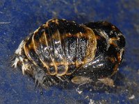 Harmonia axyridis #10169 : Harmonia axyridis, Asian lady beetle, Veelkleurig Aziatisch lieveheersbeestje, Pupa