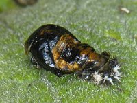 Harmonia axyridis #10062 : Harmonia axyridis, Asian lady beetle, Veelkleurig Aziatisch lieveheersbeestje, Pupa empty