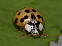 Harmonia axyridis 01 #03870 : Harmonia axyridis, Asian lady beetle, Veelkleurig Aziatisch lieveheersbeestje
