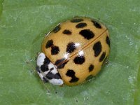 Harmonia axyridis 01 #03873 : Harmonia axyridis, Asian lady beetle, Veelkleurig Aziatisch lieveheersbeestje