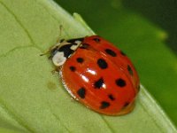 Harmonia axyridis #07302 : Harmonia axyridis, Asian lady beetle, Veelkleurig Aziatisch lieveheersbeestje