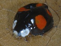 Harmonia axyridis #10145 : Harmonia axyridis, Asian lady beetle, Veelkleurig Aziatisch lieveheersbeestje