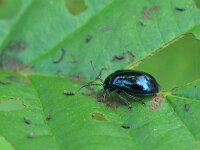 Agelastica alni 15, Elzenhaantje, Saxifraga-Tom Heijnen