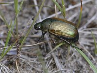 Anomala dubia 7, Saxifraga-Tom Heijnen