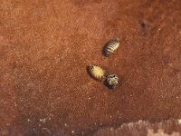 Anthrenus verbasci 2, Gewone tapijtkever, also larva and pupa, Saxifraga-Frits Bink