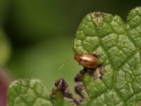 Aphthona lutescens 2, Saxifraga-Tom Heijnen