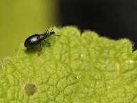 Brentidae 3, spitsmuisje, Saxifraga-Tom Heijnen