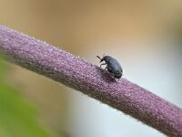 Bruchidius villosus 6, Bremzaadkever, Saxifraga-Tom Heijnen