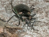 Calosoma inquisitor 03, Kleine poppenrover, AHB  Calosoma inquisitor, Kleine poppenrover Springendal op 15 mei 2018 Validatie Zie https://waarneming.nl/waarneming/view/156647101