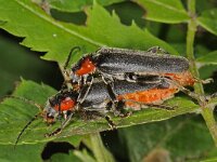 Cantharis obscura #43428 : Cantharis obscura, copula