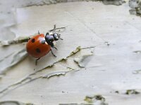 Coccinella septempunctata 47, Zevenstippelig Lieveheersbeestje, Saxifraga-Tom Heijnen
