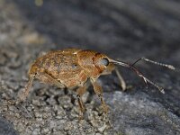 Curculio glandium 01 #06840 : Curculio glandium, Acorn weevil, Kleine eikelboorder