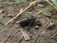 Dorcadion arenarium 2, Saxifraga-Al Vrezec