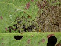 Gastrophysa viridula 7, Groen zuringhaantje, Saxifraga-Luc Hoogenstein