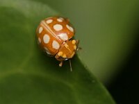 Halyzia sedecimguttata 11, Meeldauwlieveheersbeestje, Saxifraga-Tom Heijnen