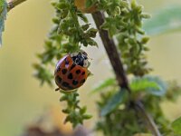 Harmonia axyridis f succinea 8, Veelstippelig Aziatisch lieveheersbeestje, Saxifraga-Tom Heijnen