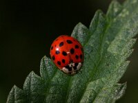 Harmonia axyridis 27, Aziatisch lieveheersbeestje, Foto Fitis-Sytske Dijksen