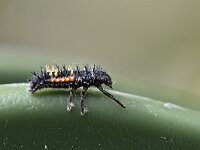 Harmonia axyridis 53, Veelkleurig Aziatisch lieveheersbeestje, Saxifraga-Tom Heijnen