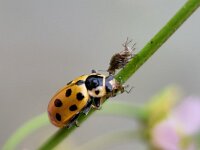 Hippodamia tredecimpunctata 7, Dertienstippelig lieveheersbeestje, Saxifraga-Ben Delbaere