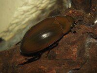 Hydrous piceus 2, Saxifraga-Al Vrezec