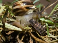 Lampyris noctiluca 2, Grote glimworm, female, Saxifraga-Pieter van Breugel