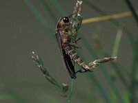 Lampyris noctiluca 6, Grote glimworm, Saxifraga-Frits Bink