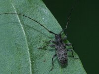 Leiopus nebulosus 2, Nevelvlekboktor, Saxifraga-Rutger Barendse