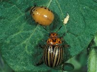 Leptinotarsa decemlineata 10, Coloradokever, larva and beetle, Saxifraga-Frits Bink