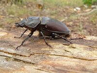 Lucanus cervus 105, Vliegend hert, female, Saxifraga-Hans Grotenhuis
