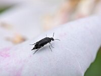 Mordellidae 1, spartelkever, Saxifraga-Tom Heijnen