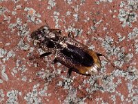 Kever 23 D794  Kever Collendoorn Monument Kamp Molengoot op 30 april 2013 : Naar Naturalis in 2013