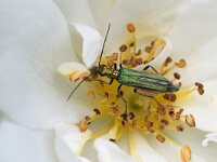 Oedemera nobilis 10, Fraaie schijnbok, Saxifraga-Tom Heijnen