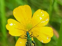 Oedemera nobilis 5, Fraaie schijnbok, Saxifraga-Ben Delbaere