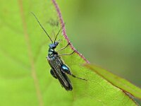 Oedemera nobilis 8, Fraaie schijnbok, Saxifraga-Tom Heijnen