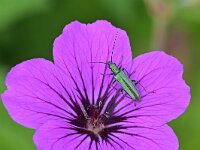 Oedemera nobilis 9, Fraaie schijnbok, Saxifraga-Tom Heijnen