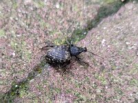 Otiorhynchus sulcatus 4, Gegroefde lapsnuitkever, Saxifraga-Ben Delbaere