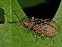 Phyllobius pyri #48020 : Gestreepte bladsnuitkever Phyllobius pyri