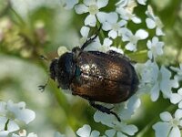 Phyllopertha horticola 14, Rozenkever, Saxifraga-Ben Delbaere