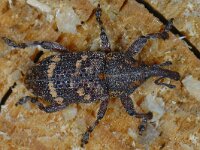 Hylobius abietis 02 #13559 : Hylobius abietis, Pine weevil, Grote dennesnuitkever